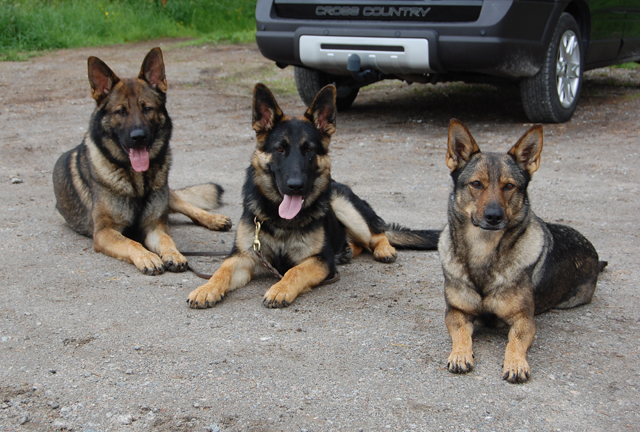 Spm Garion, Rapp & Köttorps Iza